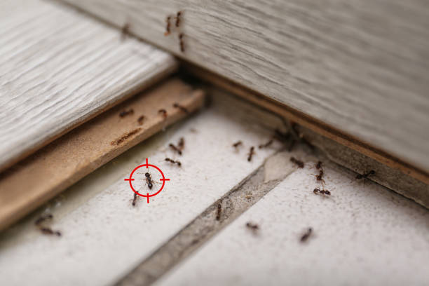 Best Mosquito Control Services  in Brentwood, TN