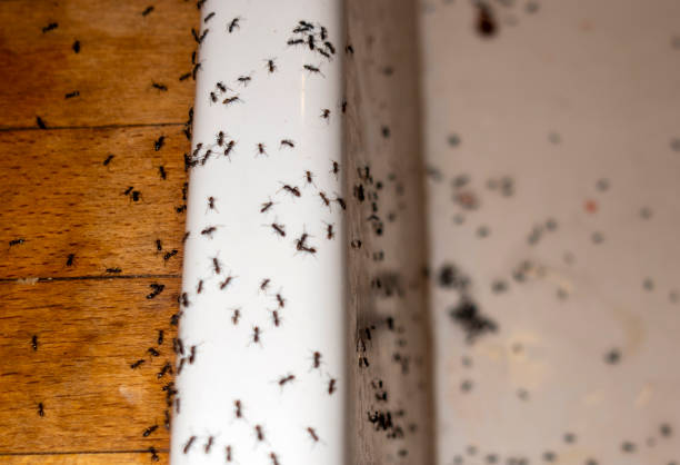 Best Pest Control Treatment  in Brentwood, TN