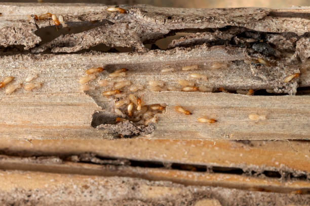 Best Ant Control Services  in Brentwood, TN